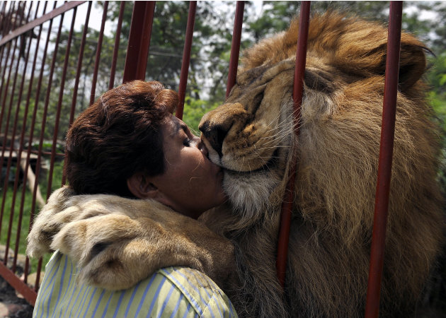 Lion kisses woman