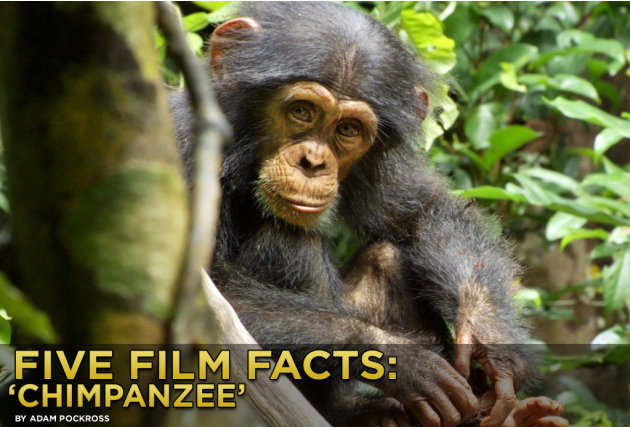 Five Film Facts Chimpanzee