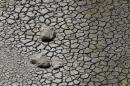 Cracked soil at Manjara Dam is seen in Osmanabad