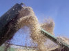 FILE - In this file photo taken Oct. 1, 2008, freshly-cut rice drops into the hopper of a combine as it is harvested near England, Ark. (AP Photo/Danny Johnston, File)