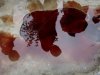 Afghans are reflected in blood mixed water at the scene where Sabar Lal Melma, a former Guantanamo detainee was allegedly killed in a NATO and Afghan forces raid in Jalalabad, Nangarhar province, east of Kabul, Afghanistan, Saturday, Sept. 3, 2011. NATO and Afghan forces killed the man who had become a key al-Qaida affiliate after returning to Afghanistan, officials said Saturday. (AP Photo/Rahmat Gul)