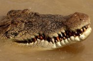 巨鱷圍困3天 澳洲男子獲救