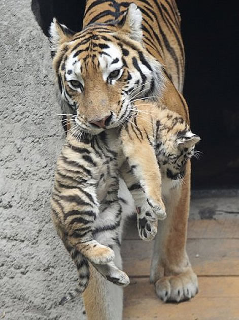 3--tigre_filhote