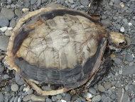 滿腹塑膠  玳瑁陳屍阿塱壹  學者：3成海龜死於海洋垃圾