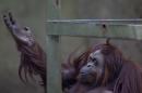 The orangutan named Sandra sits in her enclosure at Buenos Aires' Zoo in Buenos Aires, Argentina, Monday, Dec. 22, 2014. An Argentine court has ruled that Sandra, who has spent 20 years at the zoo, should be recognized as a person with a right to freedom. The ruling would free Sandra from captivity and have her transferred to a sanctuary in Brazil after a court recognized the primate as a "non-human person" which has some basic human rights. (AP Photo/Natacha Pisarenko)