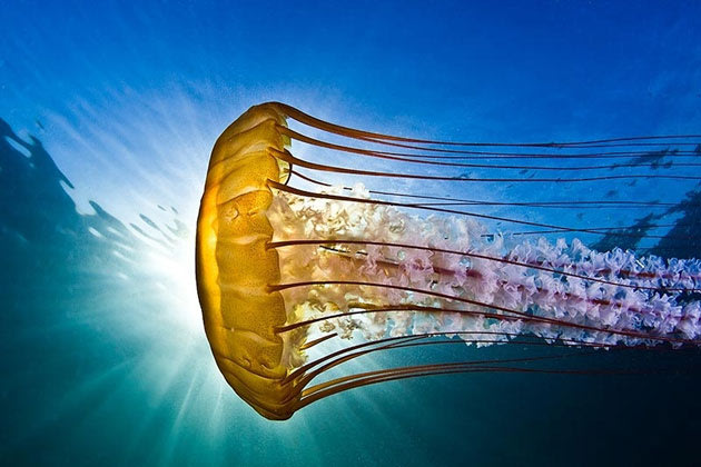 Award-winning sea creature photos Under-water-photos-200412-630-13-jpg_085804