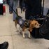 In this Feb. 9, 2012 photo, Izzy, an agricultural detector beagle whose nose is highly sensitive to food odors, sniffs incoming baggage and passengers at John F. Kennedy Airport's Terminal 4 in New York. This U.S. Customs and Border Protection team works to find foods and plants brought in by visitors that are considered invasive species or banned products, some containing insects or larvae know to be harmful to U.S. agriculture. (AP Photo/Craig Ruttle)