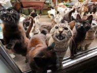 Yuk, Berkunjung ke Surga Kucing di Jepang!