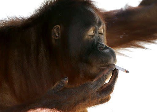 Indonesia, orango fuma troppo: verrà spostata in un altro zoo