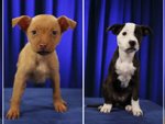 Meet the cute 'Puppy Bowl' contenders
