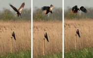 Ave macho travestido de fêmea ataca uma isca representativa de ave fêmea em experiência feita em Marais de Brouage