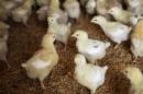 Nine-day-old chicks gather at a Foster Farms chicken ranch near Turlock