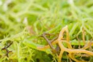 Rumput Laut Pengganti Garam Hindarkan Hipertensi