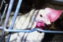 Pennsylvania Egg Factory Accused of Animal Cruelty, Filth