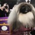 Malachy, a Pekingese, sits in the trophy after being named best in show at the 136th annual Westminster Kennel Club dog show in New York, Tuesday, Feb. 14, 2012. (AP Photo/Seth Wenig)