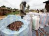 Man sews up sacks full of cocoa beans for sale in Daloa