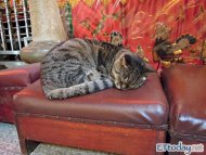 三重義天宮「貓廟」，貓咪在金爐邊取暖、陪香客拜拜。(圖／記者林育綾)