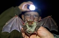 Conservacionista observa um pequeno morcego, capturado no leste da Alemanha, em 14 de janeiro de 2011