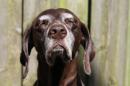 Anxiety May Give Dogs Gray Hair