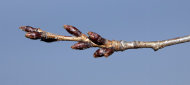 Buds are seen on the branches of cherry trees along the Tidal Basin Wednesday, Feb. 1, 2012, in Washington. Snow seems to be missing in action this winter for much of the United States. This January was the third weakest month on record for snow covering the ground for the U.S. Lower 48, according to the Global Snow Lab at Rutgers University. Records go back to 1967. Two years ago more than two-thirds of the Lower 48 was covered in snow. Last year, it was 52 percent as a billion-dollar blizzard barreled through. This year, it's only 19 percent. Forget snow, for much of the country there's not even a nip in the air. On Tuesday, all but a handful of states had temperatures hitting the 50s or higher. (AP Photo/Carolyn Kaster)