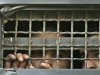 Israel Bingung Banyak Tahanan Palestina Mogok Makan