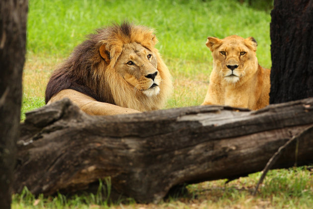 صور منوعة الصوم عند الحيوانات Lion-jpg_111024