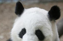 Lun Lun the giant panda pregnant with fourth cub
