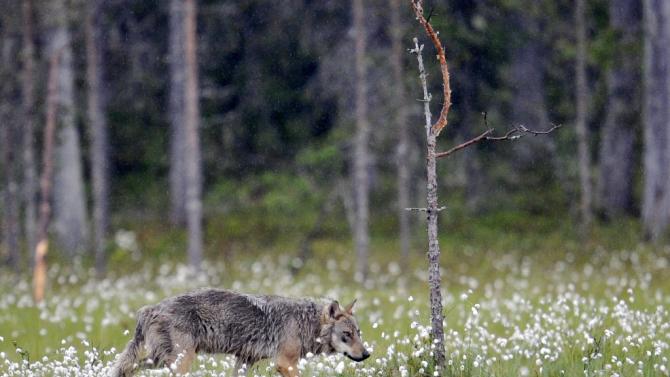 Authorities gave permits to licensed hunters to kill 46 of Finland&#39;s estimated 250 grey wolves, though three remained unused