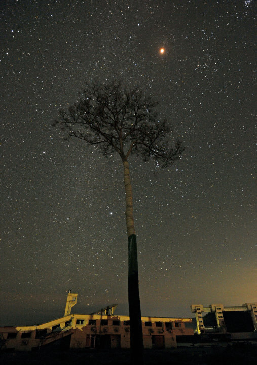 foto pohon pinus ajaib yang selamat dari bencana tsunami