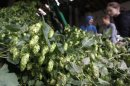 In this picture taken Aug. 30, 2012 , workers sort hops to be processed, during a harvest, near a village of Rocov, Czech Republic. Beer drinkers will have plenty to worry about this year after Czech authorities warned that bad weather has led to the country's hop harvest plummeting by around a quarter. As well as being home to more beer drinkers per capita than anywhere else in the world, Czechoslovakia is also one of the top producers of hops — the dried seed cones that give beer its bitter taste and aroma. Their hops are highly sought after and exported to about 80 countries. (AP Photo/Petr David Josek)