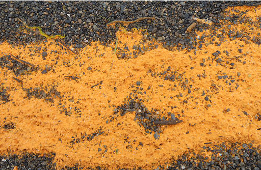 This Aug. 3, 2011, photo provided by Mida Swan shows an orange colored substance that washed ashore in the village of Kivalina, Alaska, a village on the state’s northwest coast about 625 miles northwest of Anchorage, Alaska. The Coast Guard says the substance is not man-made and might be some type of algae. Further tests will be conducted. (AP Photo/Mida Swan)