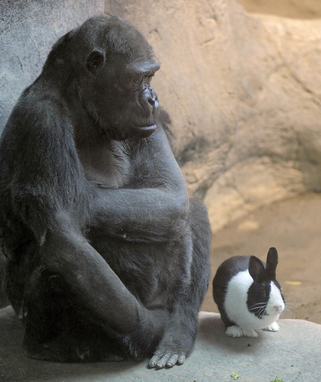 Gorilla Samantha e coniglio …