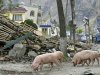 China Clones Sichuan Earthquake 'Hero' Pig