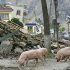 China Clones Sichuan Earthquake 'Hero' Pig