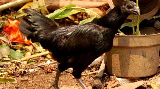 Ayam Langka Indonesia Banyak Diburu Warga Amerika
