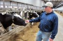 FILE - In this Sept. 21, 2011, file photo Mike Larson rubs the nose of one of his 2,900 dairy cows at Larson Acres Inc. in the Town of Magnolia, Wis. Wisconsin’s Supreme Court is set to rule Wednesday, July 11, 2012, in a closely watched case pits Larson Acres Inc. against a small town that blames its water-pollution problems on manure generated by Larson’s 2,900 cows. The case is the first to test a 2004 state law governing the expansion of livestock farm operations. (AP Photo/Dinesh Ramde, File)