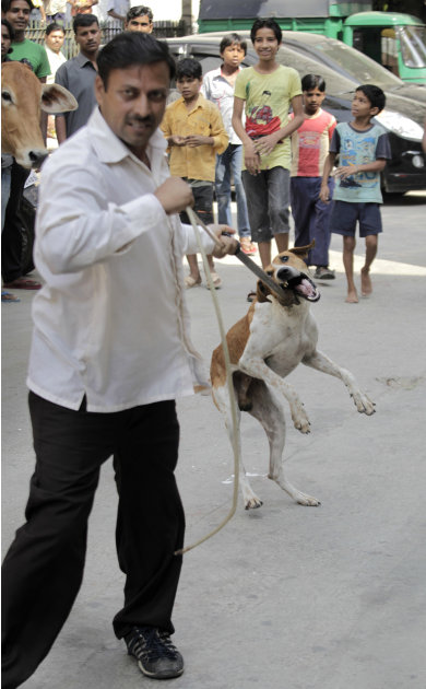 An employee of Municipal Corporation of Delhi (MCD) captures a stray dog for sterilization from a locality in New Delhi, India, Friday, Sept. 23, 2011. The municipal officials have started rounding up