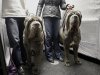 FILE - In this Feb. 10, 2013, file photo, a pair of Neopolitan Bull Mastifs named Paparazzi and Ruben ride the elevator with their owners after checking into the Hotel Pennsylvania in New York in preparation for the Westminster Dog Show.  The hotel is located directly across from Madison Square Garden, where the show is held.  (AP Photo/Kathy Willens, File
