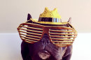 Photos: This Hipster bulldog is probably cooler than you are