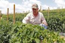 Tomato farmer Tim Battles looks over his growing crop in Oneonta