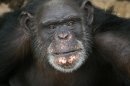This undated image provided by Chimp Haven, Inc. shows Brent, a chimpanzee at Chimp Haven in Keithville, La. The 37-year-old chimpanzee who paints with his tongue has won $10,000 for a sanctuary in northwest Louisiana, as the top vote-getter in an online chimp art contest organized by the Humane Society of the United States. Brent was unavailable for comment. Chimp Haven president Kathy Willis-Spratz says the money will go toward construction to prepare the sanctuary in Keithville for chimpanzees being retired from a lab in New Iberia. (AP Photo/Chimp Haven, Inc.)