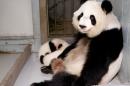 Giant Panda Lun Lun relaxes as her twin panda cubs Mei Lun and Mei Huan sleep at her feet at the Atlanta Zoo