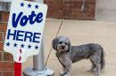 A dog is tied up outside the polling station as its owner votes on November 4, 2014 in Alexandria, Virginia, shortly after the polls opened for the midterm US elections