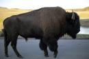 File photo of a bison walking in Yellowstone National Park
