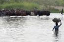 A picture taken on March 30, 2015 shows a boy carrying a bundle on his head as a man herds cattle across a section of Lake Chad whose waters border, Niger, Nigeria and Cameroon in the village of Guite