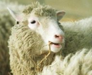 Foto de 3 de fevereiro de 1997 da ovelha Dolly