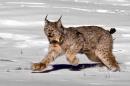 FILE - This Feb. 3, 1999 file photo shows a female Canadian lynx heading for the woods after being released near South Fork, Colo. Wildlife advocates have sued the federal government after it declined to designate some areas in the West as critical habitat for the imperiled Canada lynx. WildEarth Guardians and three other groups filed the lawsuit Monday, Nov. 17, 2014 in U.S. District Court in Missoula, Montana. (AP Photo/Jack Smith, File)