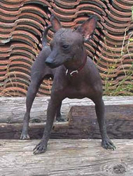 Xoloitzcuintli (photo via Wikimedia Commons)