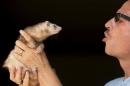 Pat Wright holds Bailey, one of his three pet ferrets, at his home, in La Mesa, California