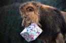 A lion holds a "Christmas gift" during a photocall marking Christmas at the London Zoo.